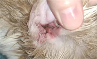 猫耳朵里有脓水怎么办