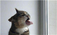 猫对狐臭的反应