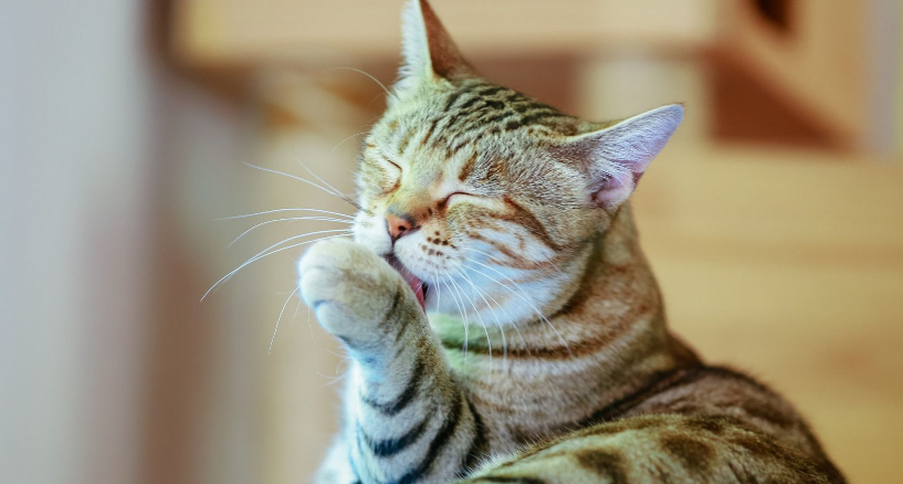 猫干净的表现在哪里