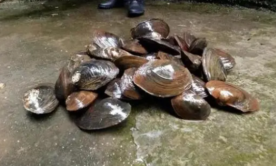 河蚌怎么做的视频
