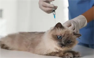 家猫携带狂犬病毒概率