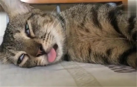 猫喝醉了多久醒过来