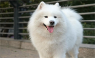 小型犬忠心榜单:一生只认一个主人!