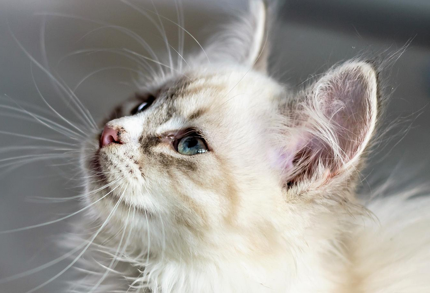 猫耳朵热是不是发烧了 猫耳朵热是不是发烧了