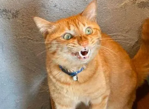 恐怖微笑猫图片吓人