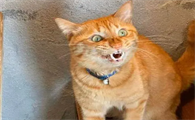 恐怖微笑猫图片吓人
