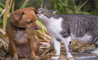 猫和狗哪个味道重