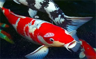 日本锦鲤鱼多少钱