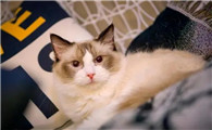 猫发出的各种叫声含义