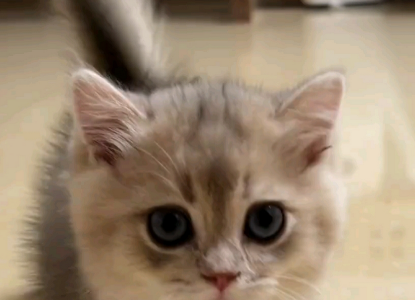 猫的神经受损后的症状