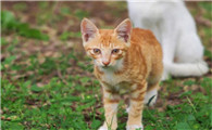 家中养猫对风水有说法吗