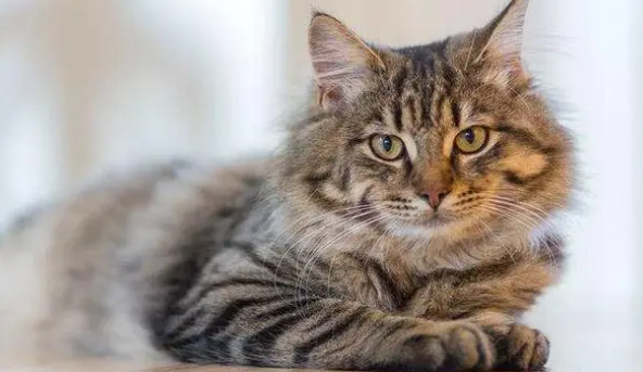 猫的一岁是人的多少岁