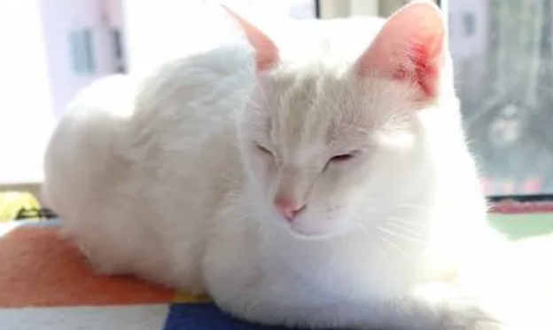猫隔着玻璃晒太阳能杀菌吗