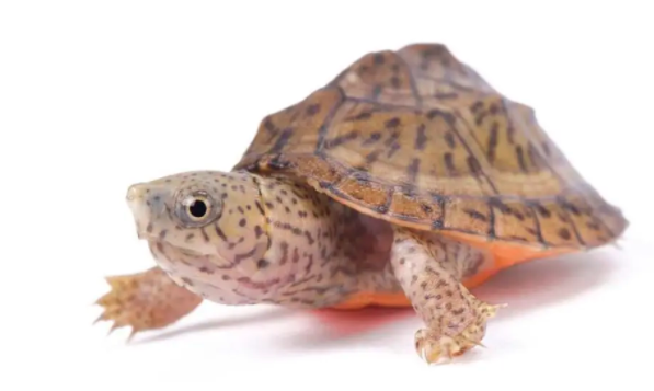 最常见的10种宠物龟，快来看看有你的乌龟吗！