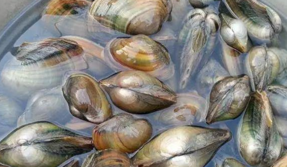 河蚌吃鱼饲料吗
