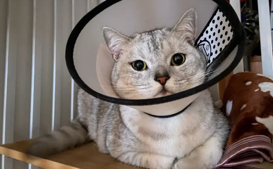 猫割蛋蛋要带几天头套