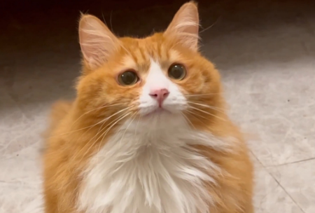 怎么训练橘猫温顺 怎么训练橘猫温顺