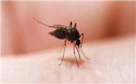 蚊子的防治措施