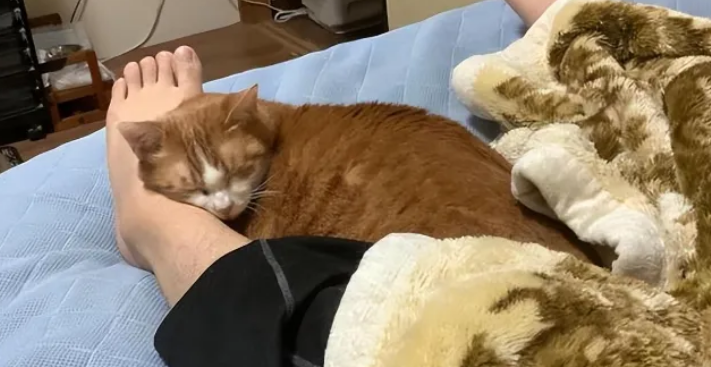 跟猫一起睡的4个坏处,尤其是第三个,你可能无法承受! 跟猫一起睡的4个坏处,尤其是第三个,你可能无法承受!