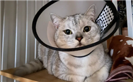 猫割蛋蛋要带几天头套