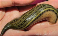蚂蝗什么颜色