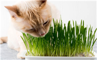 猫多大可以吃猫草