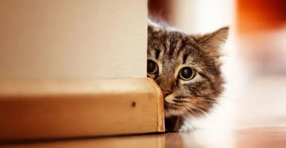 猫咪为什喜欢看人类的亲密行为？不只是爱八卦这么简单
