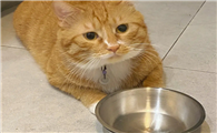 猫饿一天会不会有影响