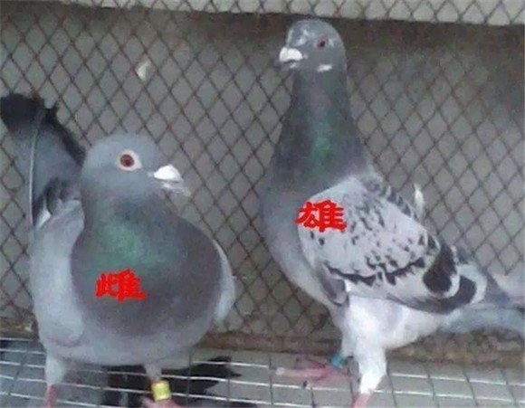 鸽子雌雄分辨