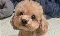 泰迪对你做这6个小动作,说明它已经被你“养熟”了!