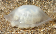 海蜇属于水母吗