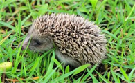 刺猬怎么保暖