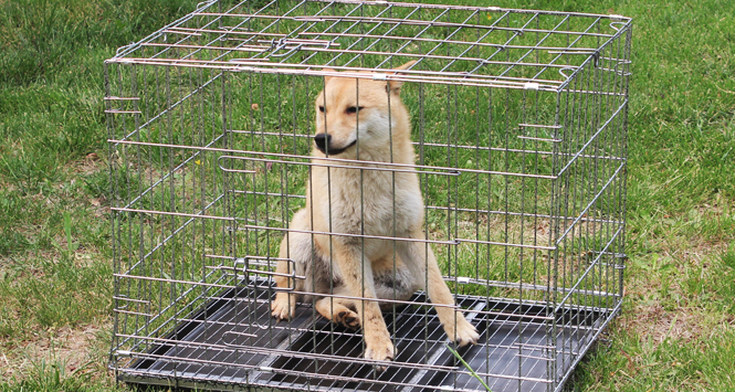 	 宠琪趣宠物家居日用怎么样，狗狗的临时隔离住所