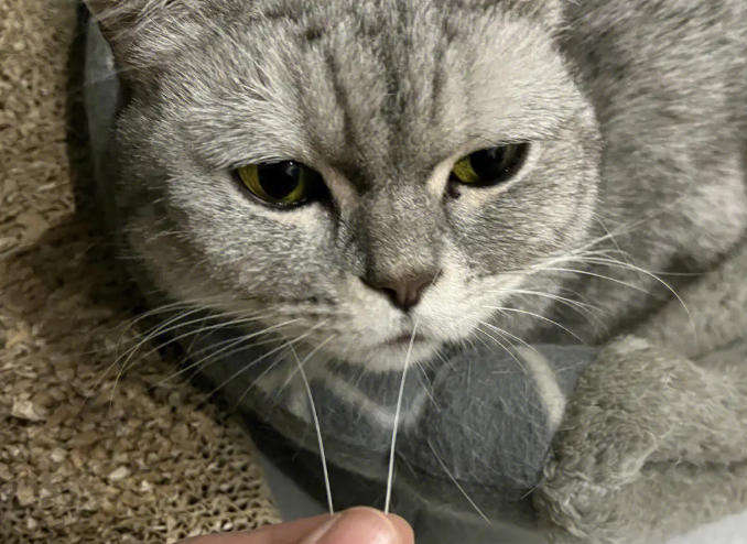 猫掉胡子正常吗