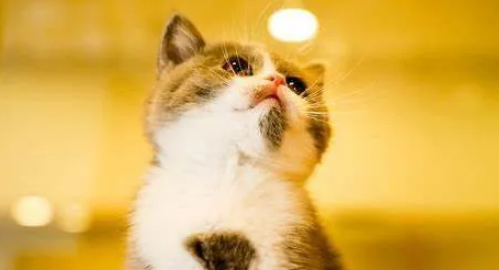 新手养猫须知：那些隐藏在身边的“养猫杀手”！