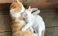 猫儿子把猫妈配了已经怀孕了