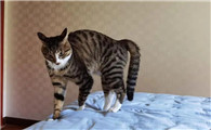 猫弓弓腰什么意思