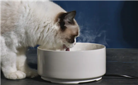 猫喝水的碗用陶瓷还是不锈钢