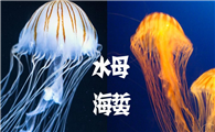 海蜇与水母区别