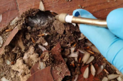 白蚁防治所工作清闲吗 白蚁防治所工作清闲吗