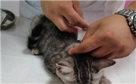 家养猫一定要打疫苗吗