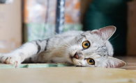 猫耳螨会传染人吗