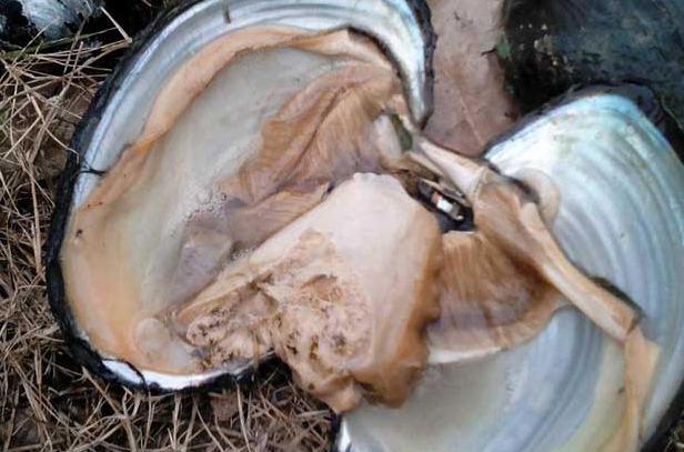 小孩能吃河蚌吗