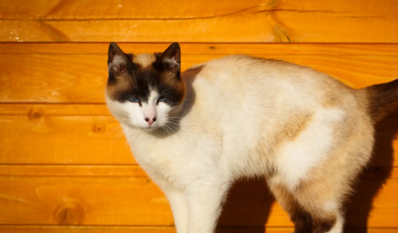 猫的寿命一般多长 猫的寿命一般多长