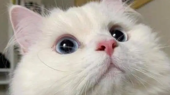 猫咪挑食怎么办?教你几招让主子乖乖吃饭! 猫咪挑食怎么办?教你几招让主子乖乖吃饭!