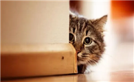 猫咪为什喜欢看人类的亲密行为?不只是爱八卦这么简单