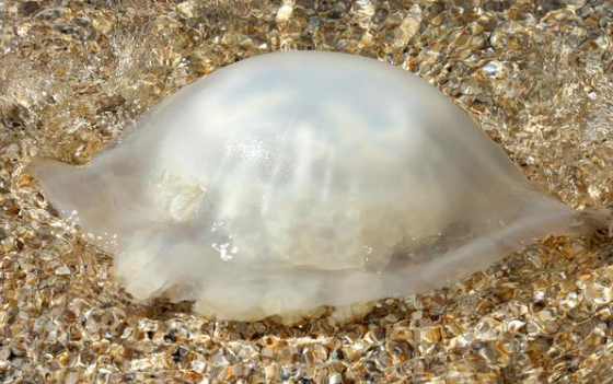 海蜇属于水母吗