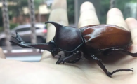 独角仙吃什么树