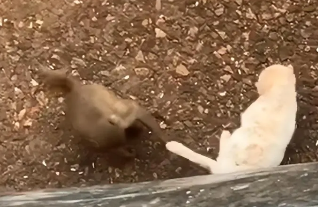 猫猴大战