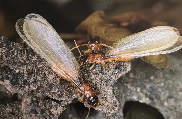 白蚁防治资质怎么办理